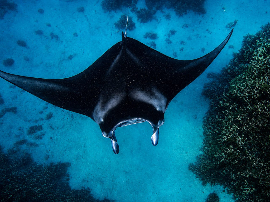 Bora Bora Private Boat - Snorkeling & Lagoon Exploration (3h)