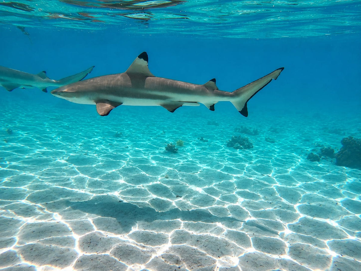 Bora Bora Private Boat - Snorkeling & Lagoon Exploration (3h)