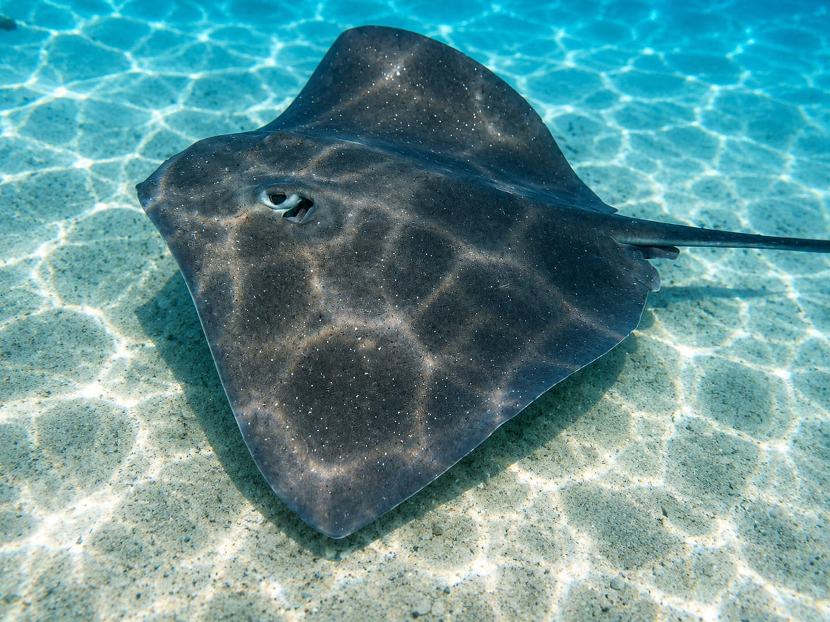 Bora Bora Private Boat - Snorkeling & Lagoon Exploration (3h)