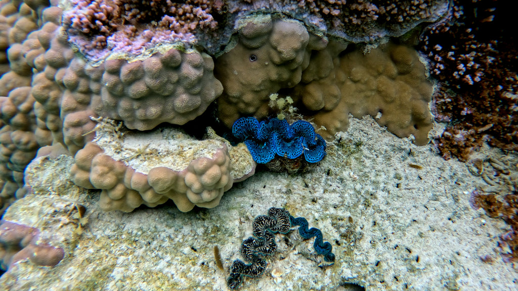 Bora Bora Private Boat - Snorkeling & Lagoon Exploration (3h)