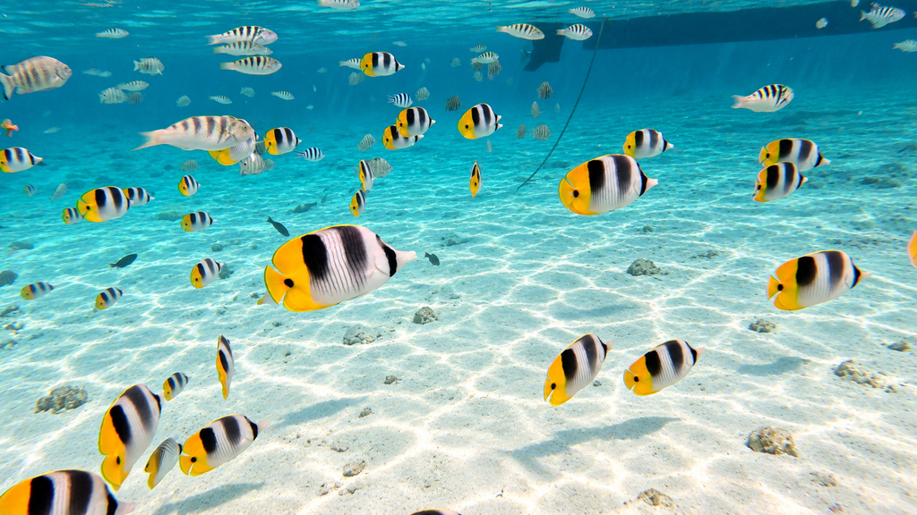 Bora Bora Private Boat - Snorkeling & Lagoon Exploration (3h)