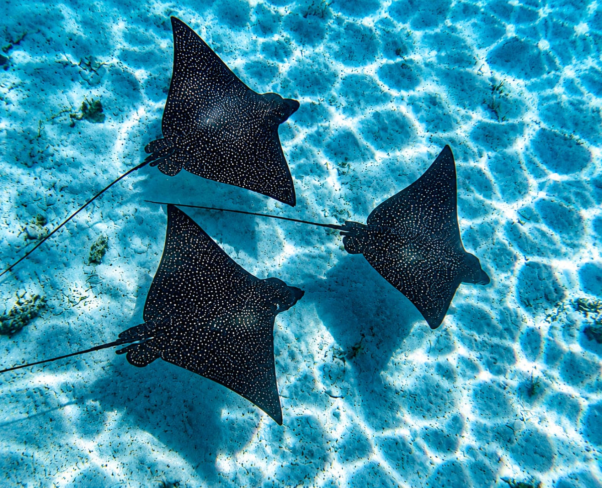 Bora Bora Private Boat - Snorkeling & Lagoon Exploration (3h)