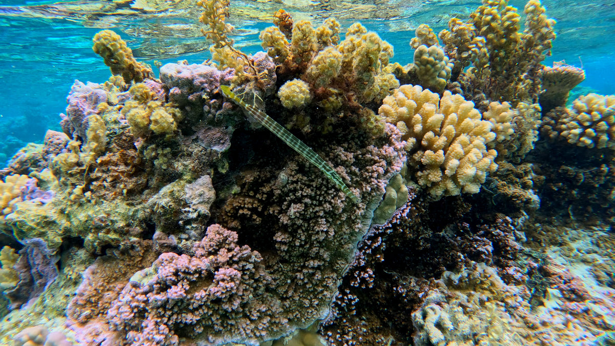 Bora Bora Private Boat - Snorkeling & Lagoon Exploration (3h)