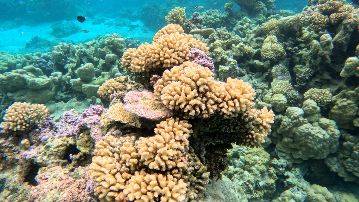 Bora Bora Private Boat - Snorkeling & Lagoon Exploration (3h)