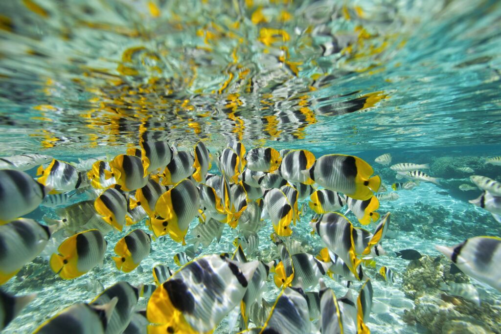Bora Bora Private Boat - Snorkeling & Motu Lunch (6h)