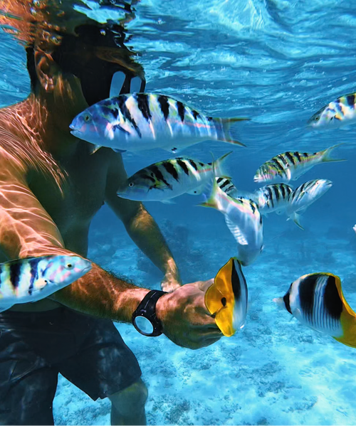 Snorkel among colorful tropical fish and vibrant coral gardens